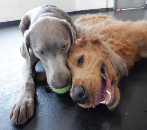 Two dogs with a tennis ball 